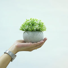 Faux Succulent Plant - Dali